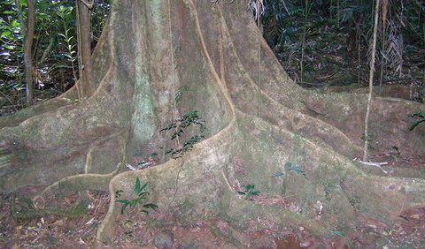 Big Scrub Loop Walking Track - Accommodation Cairns 1