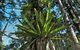 Whian Whian State Conservation Area - thumb 0