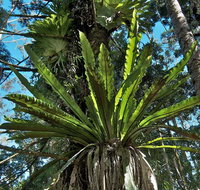 Whian Whian State Conservation Area - Accommodation Cairns