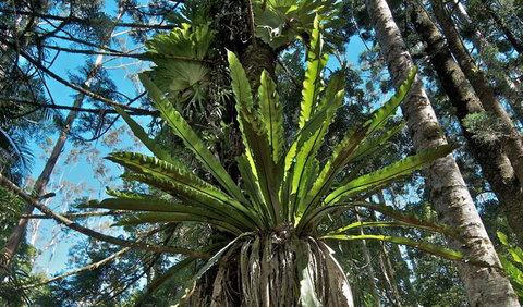 Whian Whian State Conservation Area - Accommodation Cairns 0