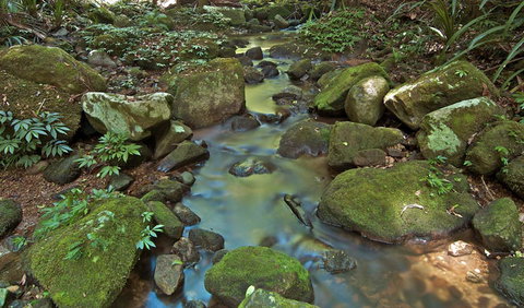 Whian Whian State Conservation Area - Accommodation Cairns 3