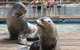 Australia's Sea World - thumb 1