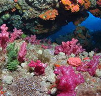 Cherubs Cave Dive Site - Accommodation Cairns
