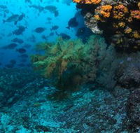 Henderson Rock Dive Site - Accommodation Cairns