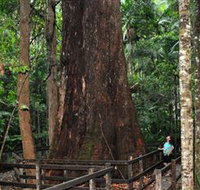 Bird Tree and Benaroon - Accommodation Cairns