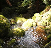 South East Forests National Park - Accommodation Cairns