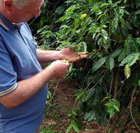 Wombah Coffee Plantation - Accommodation Cairns
