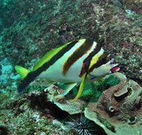 Palm Beach Reef Dive Site - Accommodation Cairns