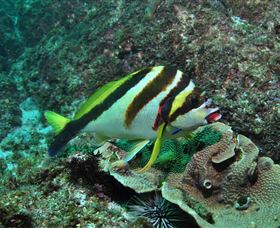 Palm Beach Reef Dive Site - Accommodation Cairns 0