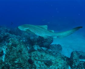 Palm Beach Reef Dive Site - Accommodation Cairns 1