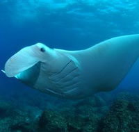 Manta Bommie Dive Site - Accommodation Cairns