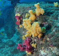 Shag Rock Dive Site - Accommodation Cairns