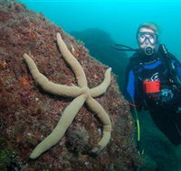 Cook Island Dive Site - Accommodation Cairns