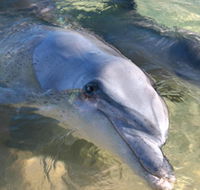 Dolphins of Monkey Mia - Accommodation Cairns