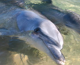 Dolphins Of Monkey Mia - Accommodation Cairns 0