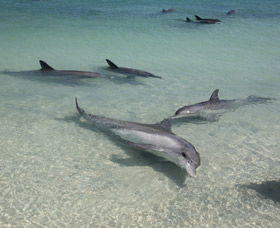 Dolphins Of Monkey Mia - Accommodation Cairns 2