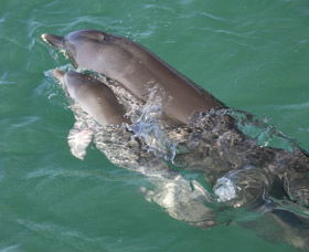 Dolphins Of Monkey Mia - Accommodation Cairns 3