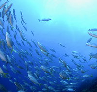 Cape Byron Marine Park - Accommodation Cairns