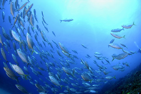 Cape Byron Marine Park - Accommodation Cairns 0