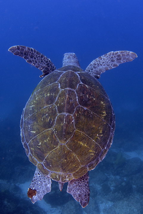Cape Byron Marine Park - Accommodation Cairns 3