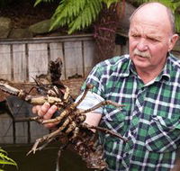 Lobster Ponds - Accommodation Cairns