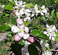 Avro Park Orchards - Accommodation Cairns