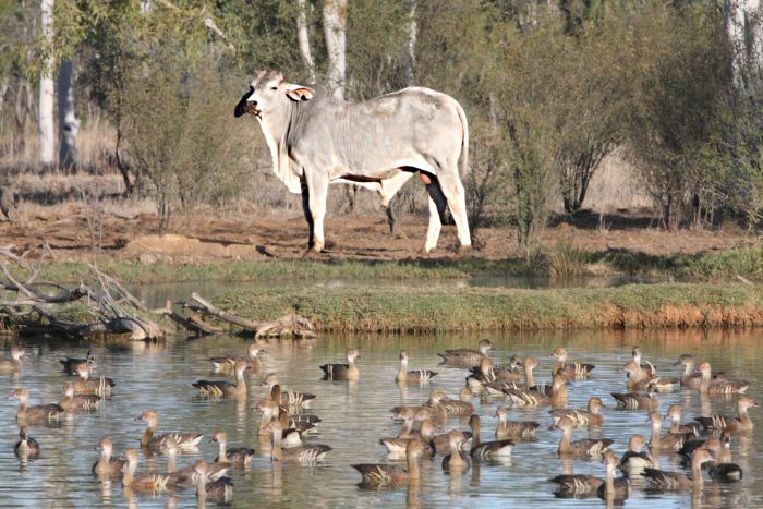 Sturt QLD Accommodation Cairns