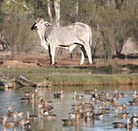 Natural Encounters Trail - Accommodation Cairns