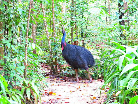 Daintree Safaris - Accommodation Cairns 0
