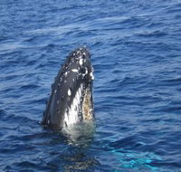 Jervis Bay Whales - Accommodation Cairns