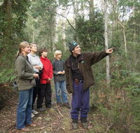 Great Western Tiers Forest Walks Tasmania - Accommodation Cairns
