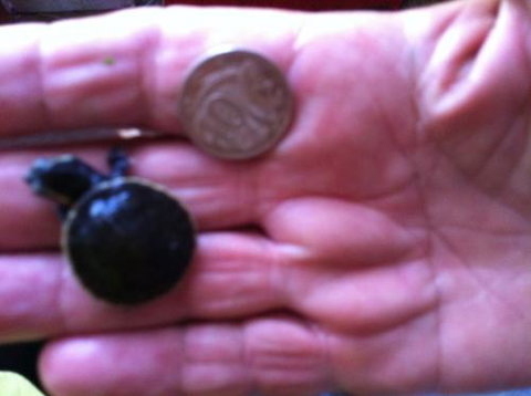 Hurley’s Aquariums - Accommodation Cairns 0