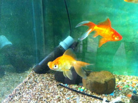 Hurley’s Aquariums - Accommodation Cairns 2