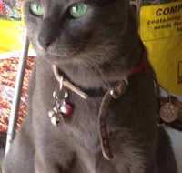 Pets and Saddles - Accommodation Cairns