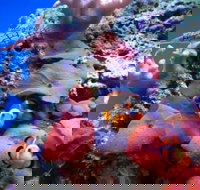 Tropical Marine Centre - Accommodation Cairns