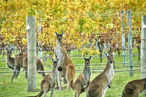 Private Custom Margaret River Tour - Accommodation Cairns 10