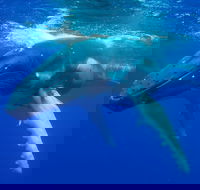 Dunsborough Whale Watching Eco Tour - Accommodation Cairns