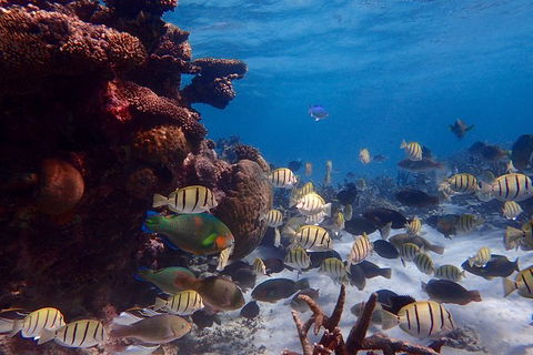 Lagoon Explorer - Ningaloo Reef Full-Day Kayaking And Snorkeling Adventure - Accommodation Cairns 6