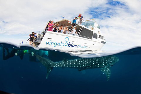 VIP Luxury Chartered Escapes, Exploring The Reef At Your Own Pace - Accommodation Cairns 0