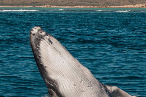 VIP Luxury Chartered Escapes, Exploring The Reef At Your Own Pace - Accommodation Cairns 3