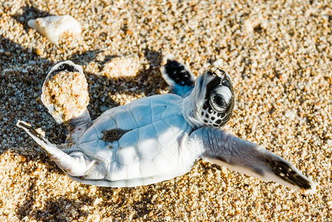 VIP Luxury Chartered Escapes, Exploring The Reef At Your Own Pace - Accommodation Cairns 38
