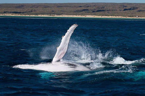 VIP Luxury Chartered Escapes, Exploring The Reef At Your Own Pace - Accommodation Cairns 7