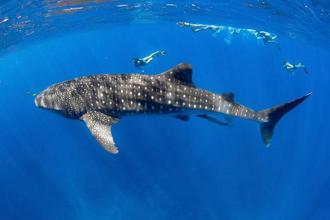 VIP Luxury Chartered Escapes, Exploring The Reef At Your Own Pace - Accommodation Cairns 27
