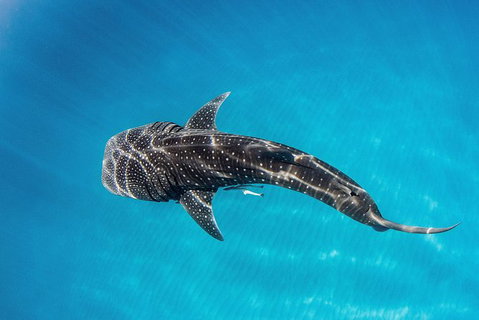 VIP Luxury Chartered Escapes, Exploring The Reef At Your Own Pace - Accommodation Cairns 18