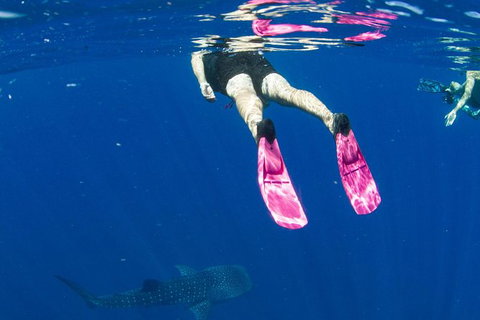 VIP Luxury Chartered Escapes, Exploring The Reef At Your Own Pace - Accommodation Cairns 49