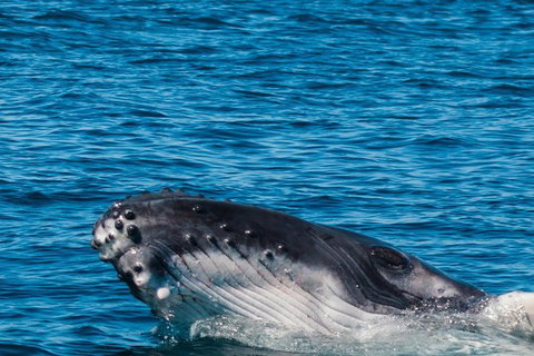 VIP Luxury Chartered Escapes, Exploring The Reef At Your Own Pace - Accommodation Cairns 14