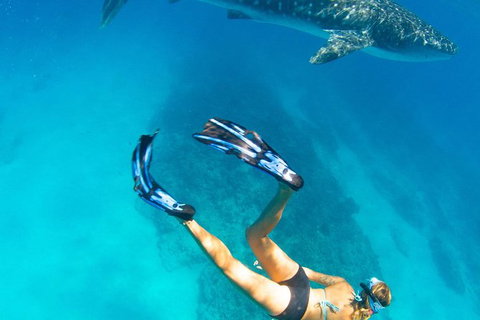 VIP Luxury Chartered Escapes, Exploring The Reef At Your Own Pace - Accommodation Cairns 26