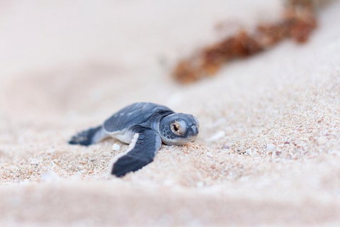 VIP Luxury Chartered Escapes, Exploring The Reef At Your Own Pace - Accommodation Cairns 6