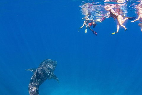 VIP Luxury Chartered Escapes, Exploring The Reef At Your Own Pace - Accommodation Cairns 22