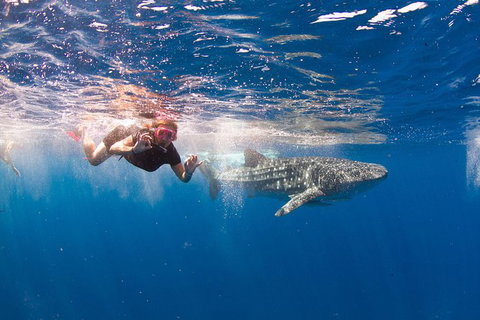 VIP Luxury Chartered Escapes, Exploring The Reef At Your Own Pace - Accommodation Cairns 8
